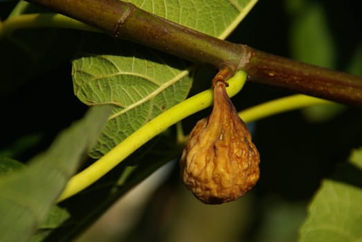 Fig 01