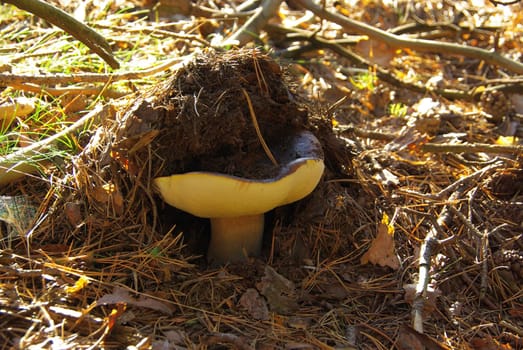 Porcini mushroom 03