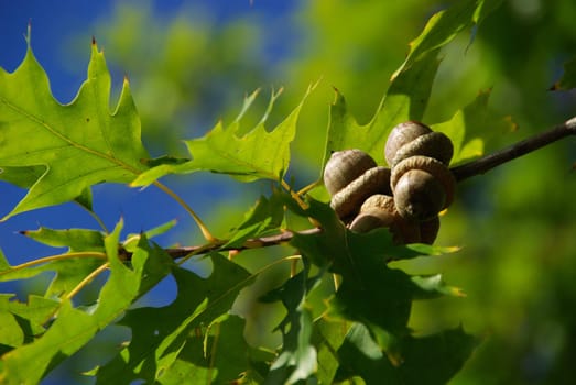 Oak 04