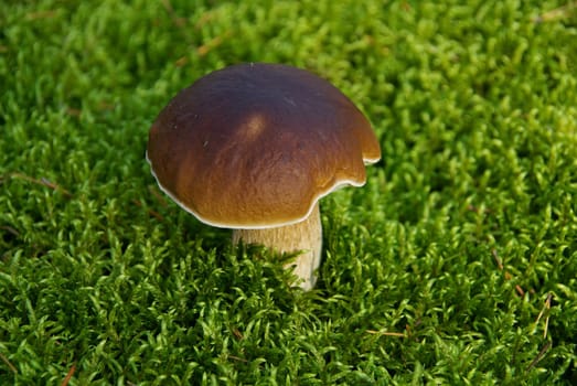Porcini mushrooms 18