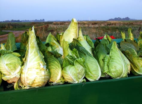 Pointed cabbage
