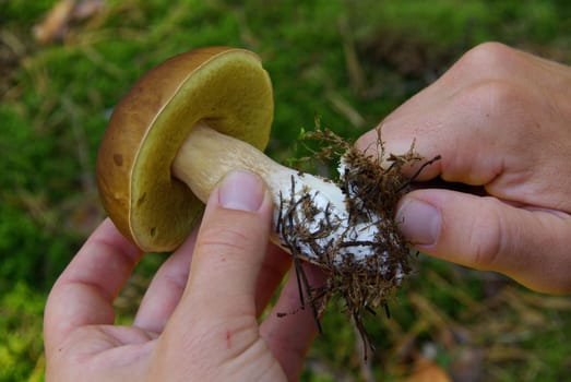 Porcini mushroom 22
