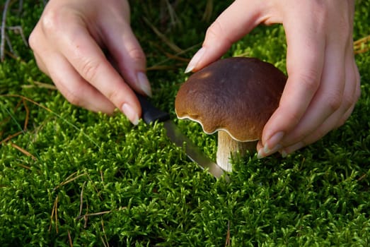 Porcini mushrooms 19