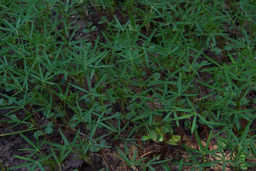 Green manure 01