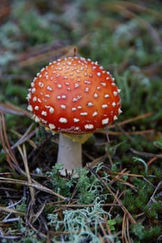 Toadstool 01