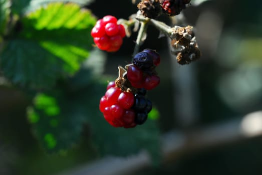 red black blackberries