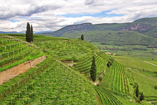 Vineyards
