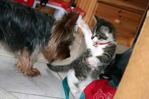 Cat Game