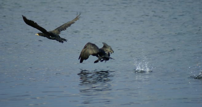 It takes a bit of a run-up,but then the cormorant often flies low over the water with large wing beats. From 2 following pictures with 300(450)mm telephoto