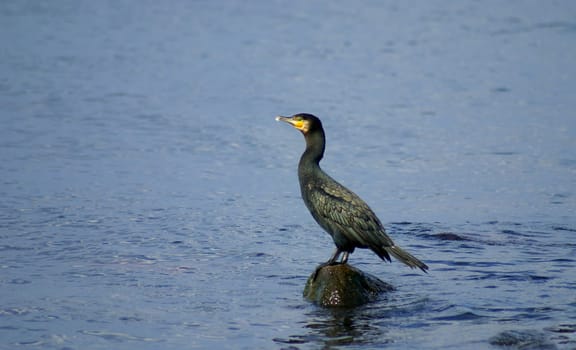 The much-maligned cormorant. Europe's largest waterfowl