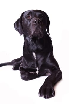 black dog