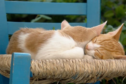 Cat Love