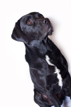 black dog