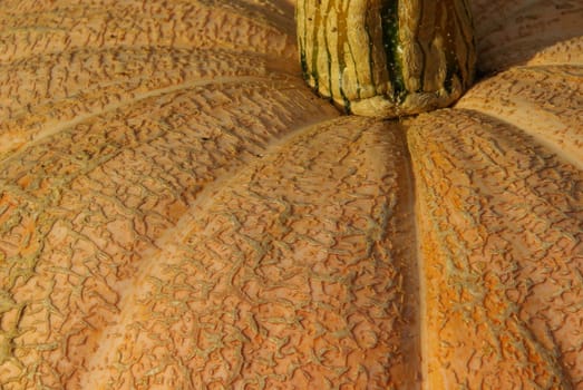 Pumpkin 12