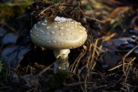 Panther Mushroom 01