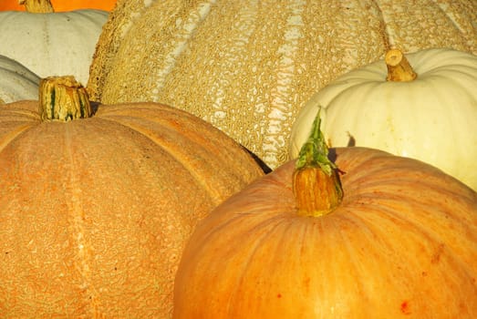 Pumpkin 05