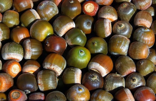 Acorn 01