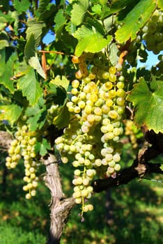 Wine 02