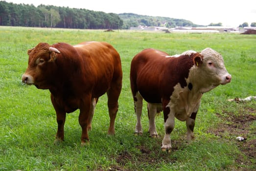Beef 02