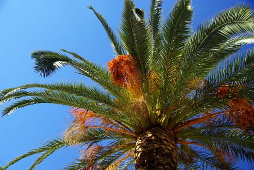 Canarian Date Palm 03
