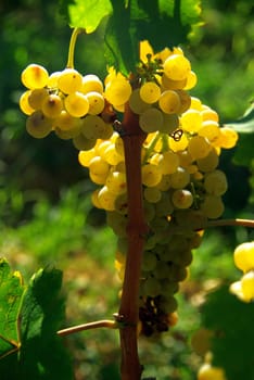 Wine 04