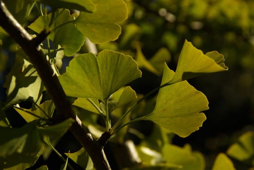Ginkgo 07