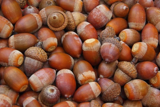 Acorn 06