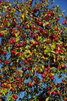 Apple 06