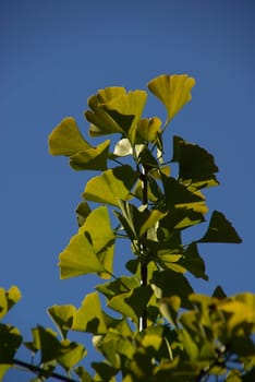 Ginkgo 08