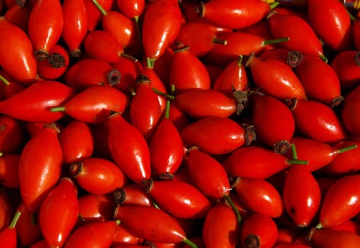 Rosehip 01