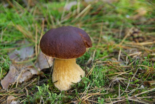 Porcini mushroom 02