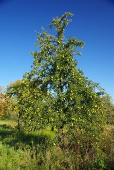 Pear 03
