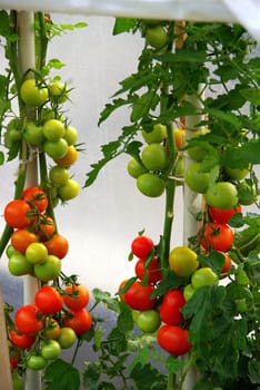 Tomato Plant 08