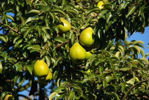 Pear 04