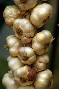 Garlic 02