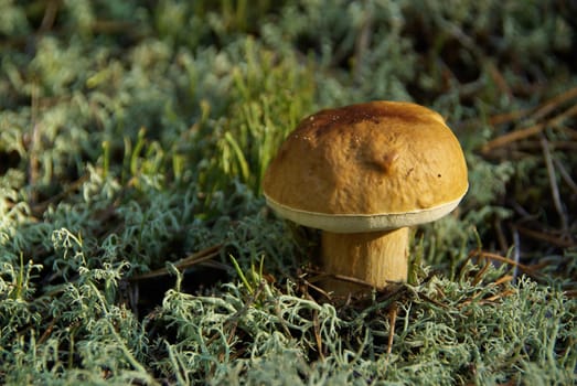 Porcini mushroom 06