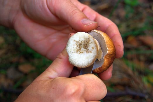 Porcini mushroom 26