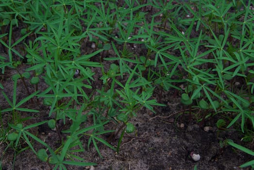 Green manure 02