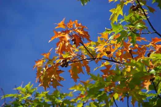 Oak 06