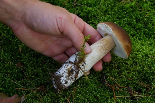 Porcini mushroom 20