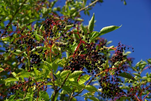 Elderberry 04