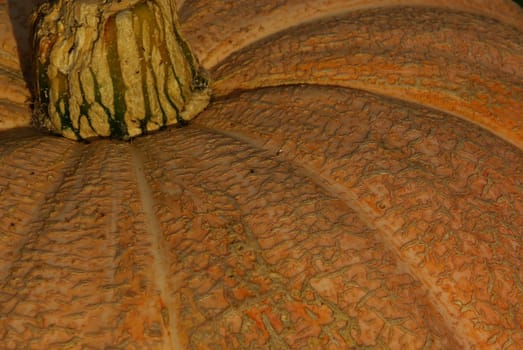 Pumpkin 13