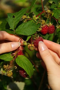 Raspberry 02