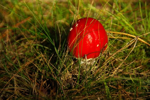 Toadstool 02