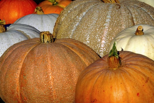 Pumpkin 14