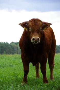 Beef 03
