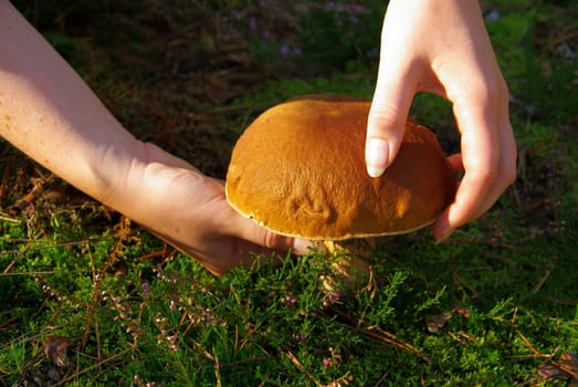 Porcini mushrooms 13