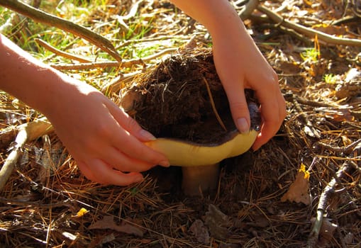 Porcini mushroom 04
