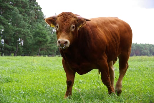 Beef 04