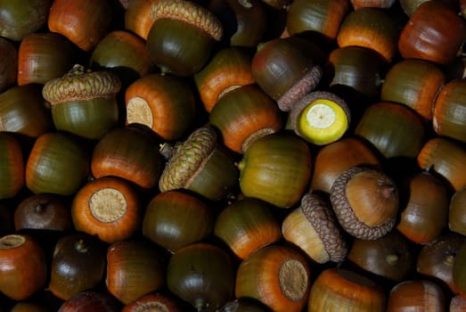 Acorn 03